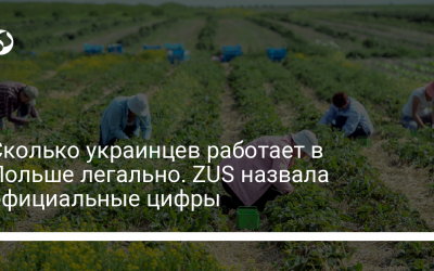 Сколько украинцев работает в Польше легально. ZUS назвала официальные цифры